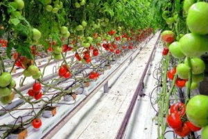Купить прикорневой полив для томатов