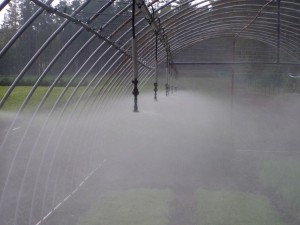 Система тумана в теплице